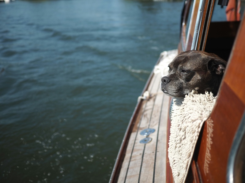 promenade-seine-chien